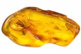 Detailed Fossil Caddisfly and Two Flies in Baltic Amber #128294-1